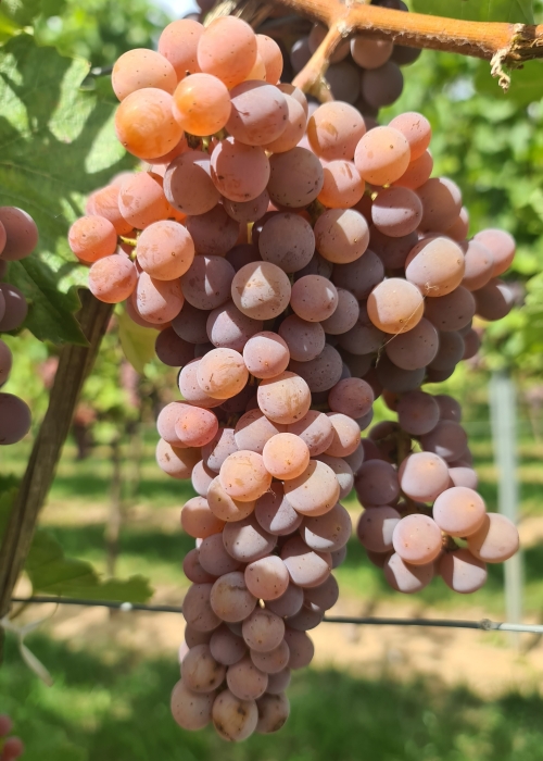 Souvignier gris 20260907 135733